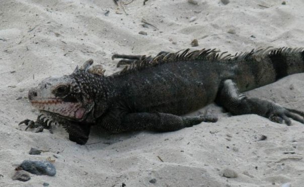 iguana