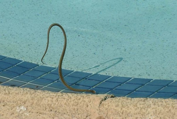 snake in pool