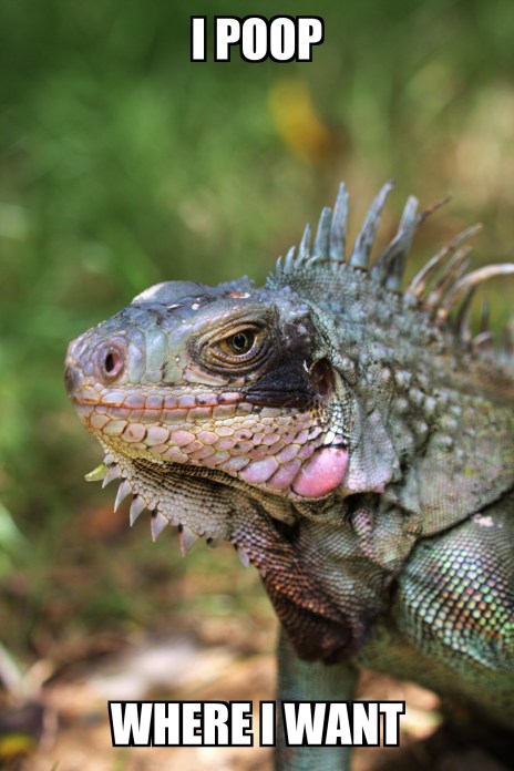 zombomeme23042017123050